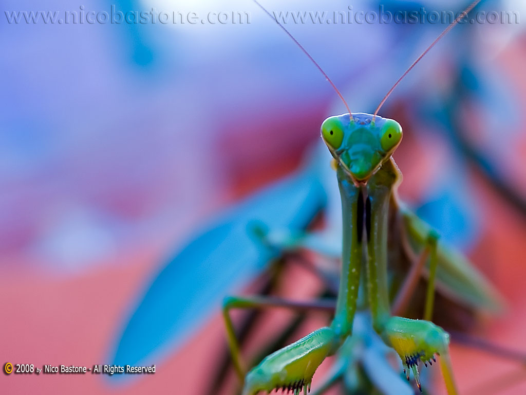 Mantide Religiosa - A praying mantes - Wallpapers Sfondi per Desktop - Copyright by Nico Bastone - All Rights Reserved