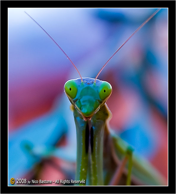 Mantide Religiosa 04 - A praying mantes 04