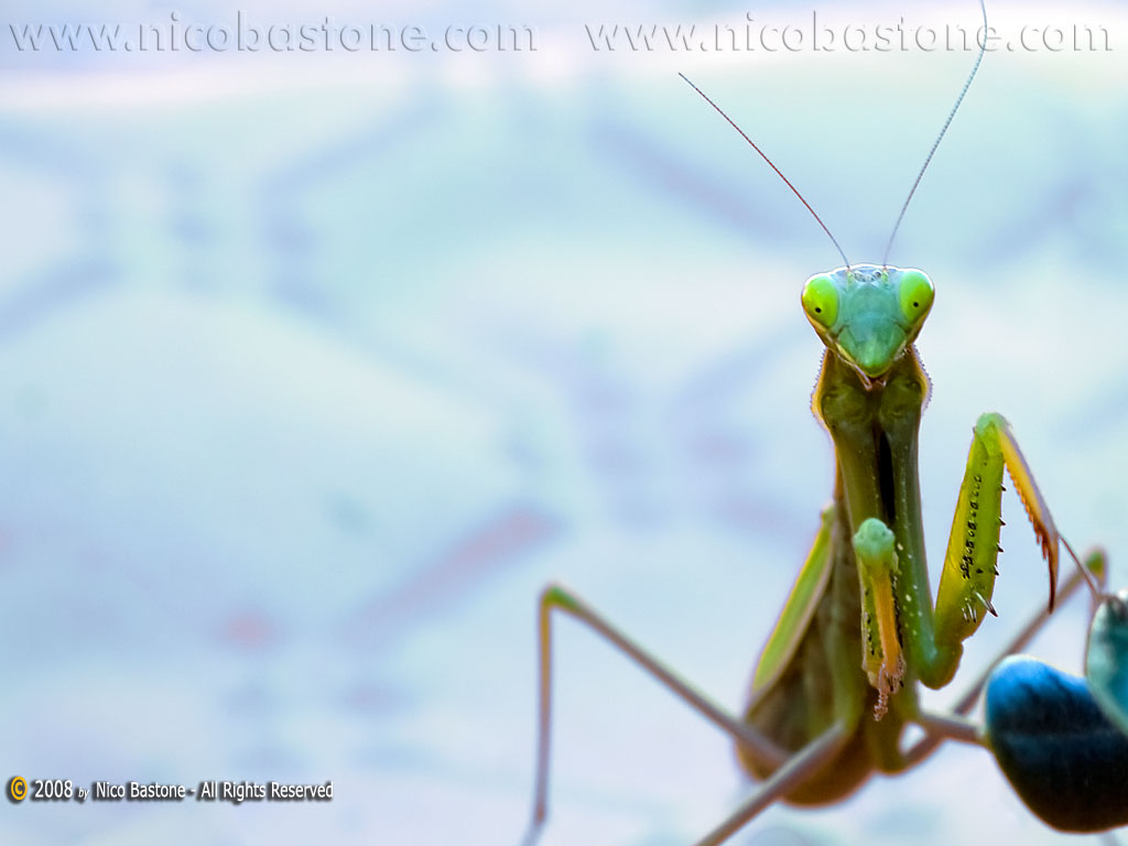 Mantide Religiosa - A praying mantes - Wallpapers Sfondi per Desktop - Copyright by Nico Bastone - All Rights Reserved