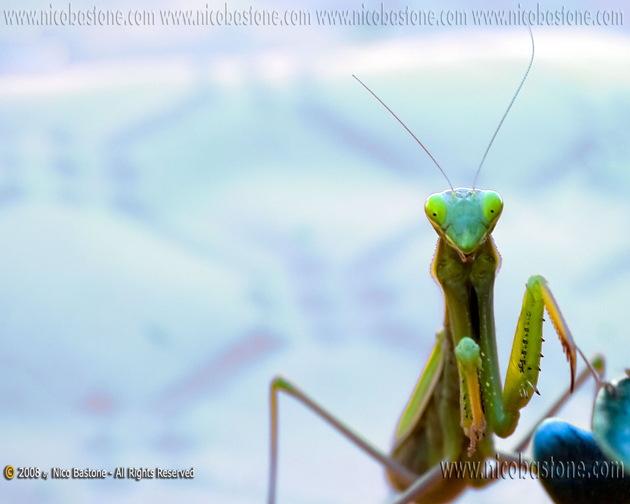 Mantide Religiosa - A praying mantes - Wallpapers Sfondi per Desktop - Copyright by Nico Bastone - All Rights Reserved