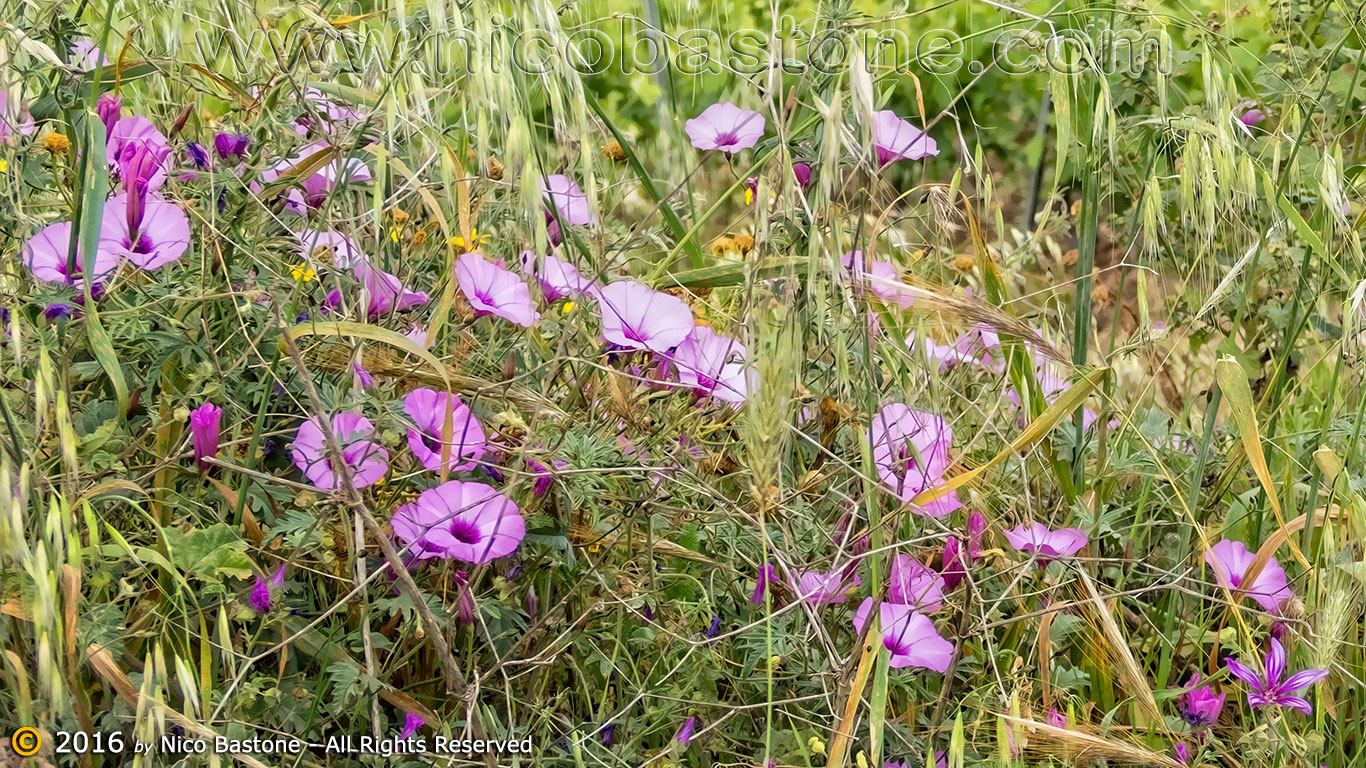 Menfi AG "Primavera Siciliana 03. SP 41"