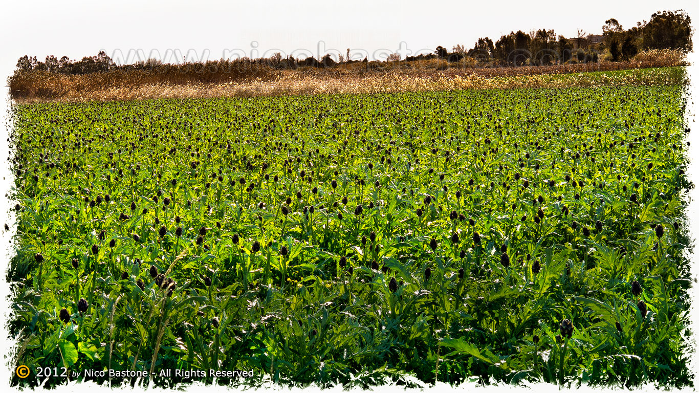 Menfi AG "Campo di carciofi - Field of artichokes"
