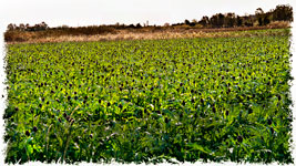 Menfi AG "Campo di carciofi - Field of artichokes"