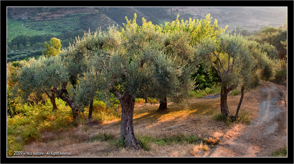 Mirto, ME- Nebrodi "Ulivi in controluce - Olives against the light"