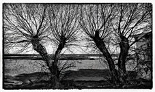 Mondello, Palermo "Panorama con alberi in un giorno d'inverno" Seascape with tree in a winter day"