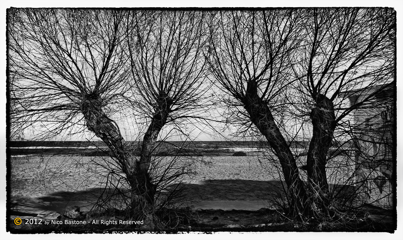 Mondello, Palermo "Panorama con alberi in un giorno d'inverno" Seascape with tree in a winter day"
