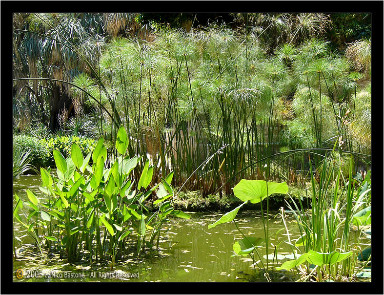 Orto Botanico Palermo "Natura 01" - Palermo Botanical Garden "Nature 01"