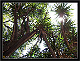 Orto Botanico Palermo "Natura 05" - Palermo Botanical Garden "Nature 05"