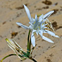 Pancratium maritimum (Giglio di mare) 1200x1200