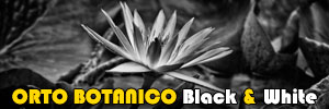 Photo Gallery Orto Botanico Black & White