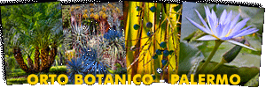 "Orto Botanico di Palermo 1 - Palermo Botanical Garden 1" - Photo Gallery
