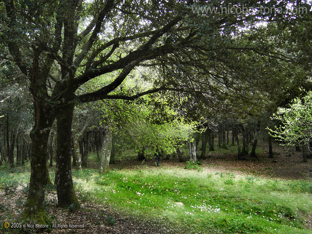 Piano Zucchi, Isnello PA "Underwood" - "Sottobosco" - Wallpapers Sfondi per Desktop - Copyright by Nico Bastone - All Rights Reserved