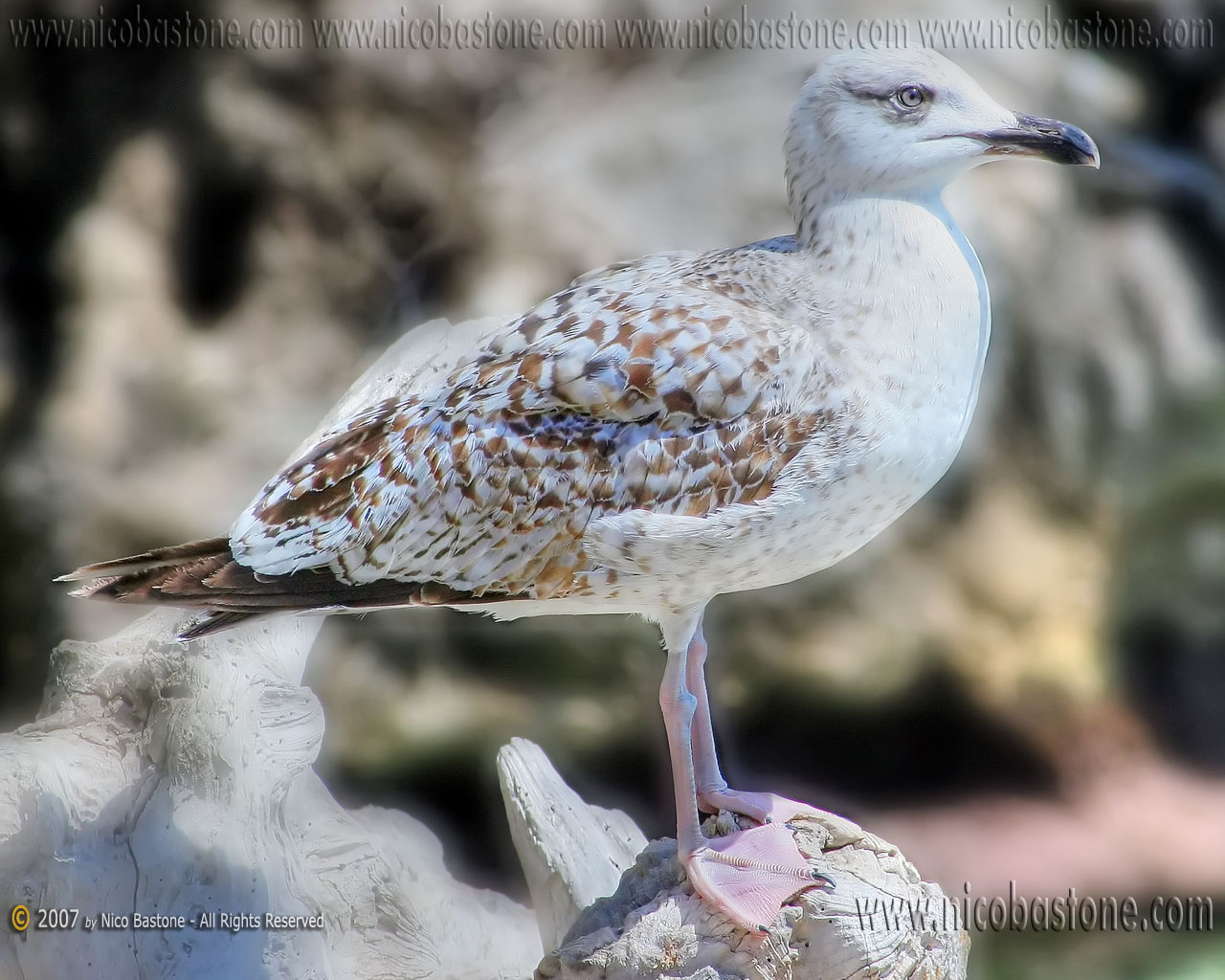 Gabbiano Seagull # 1 - Wallpapers 1280x1024 Sfondi per Desktop