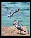 Gabbiani, Seagulls # 3 Foto, photos, fotos, images, pictures, pics