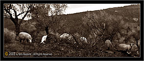 Monti Nebrodi "Pecore" - Nebrodi Mountains "Sheeps"