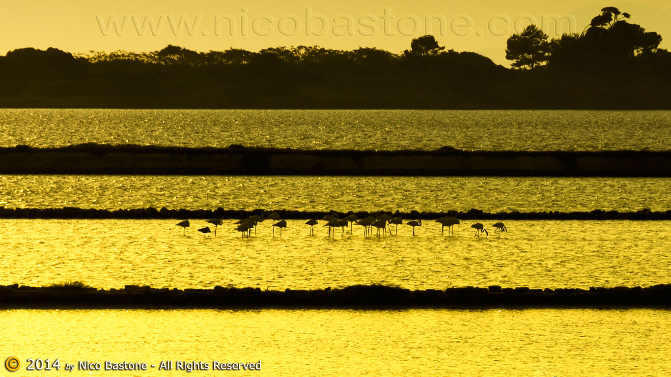 Marsala TP "Lo Stagnone: Fenicotteri in controluce - The Lagoon. Flamingos into the light"