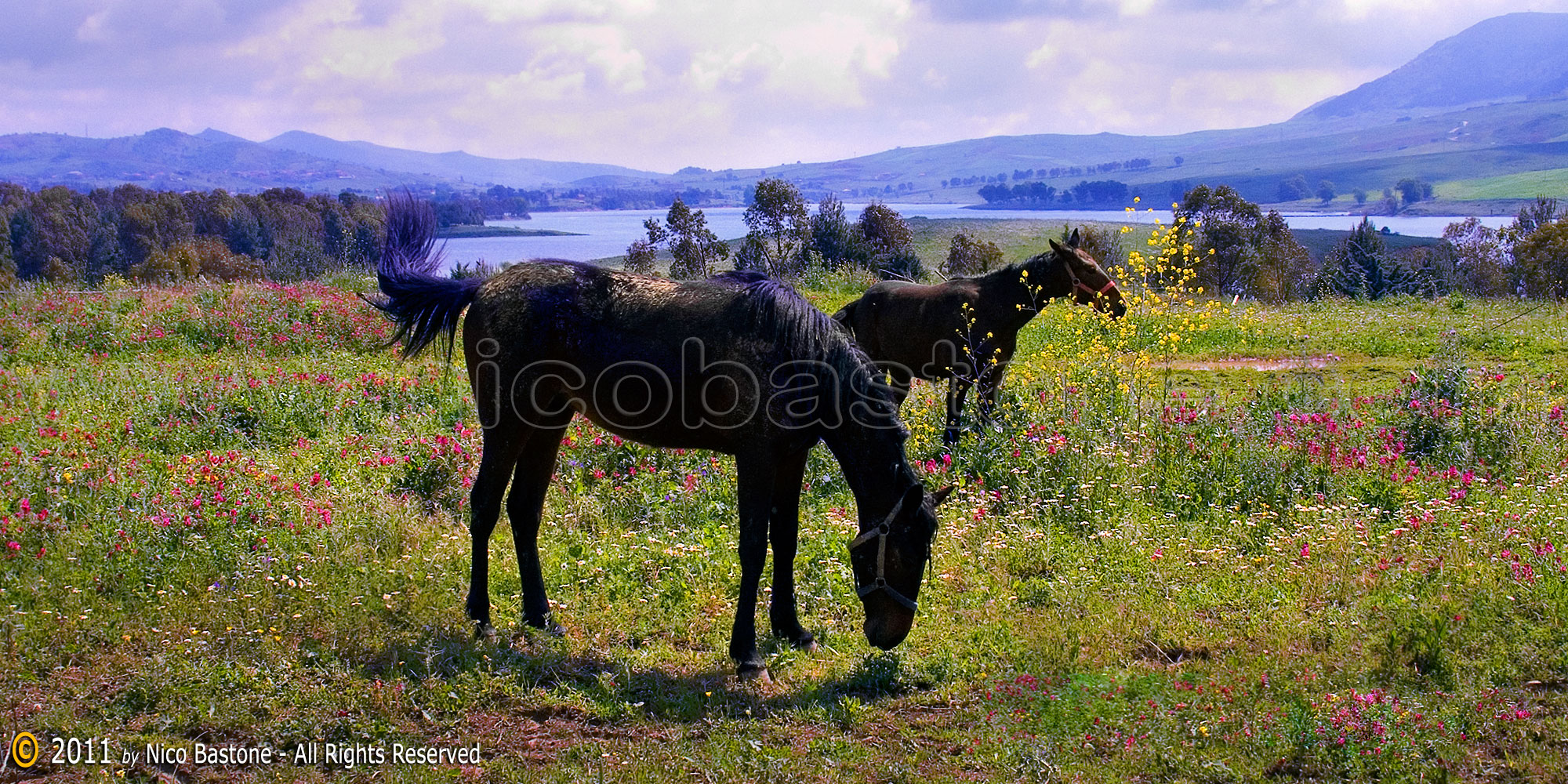 Piana degli Albanesi. "Paesaggio: cavalli al pascolo" - "Landscape: horses grazing" 2000x1000