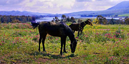 Piana degli Albanesi. "Paesaggio: cavalli al pascolo" - "Landscape: horses grazing" 2000x1000