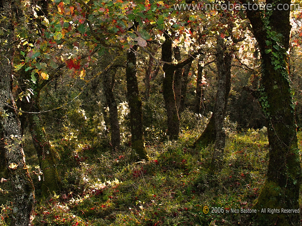Sfondo, sfondi  per Desktop - Wallpaper, wallpapers 1024x768 - Copyright by Nico Bastone. All Rights Reserved