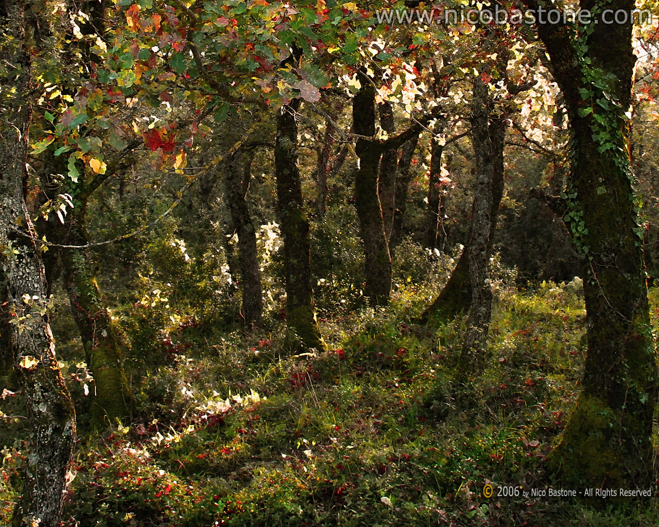 Sfondo, sfondi  per Desktop - Wallpaper, wallpapers 1280x1024 - Copyright by Nico Bastone. All Rights Reserved