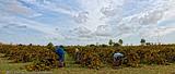 01Menfi-Vendemmia.jpg