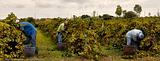 02Menfi-Vendemmia.jpg