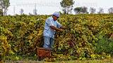 03Menfi-Vendemmia.jpg