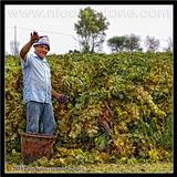 04Menfi-Vendemmia.jpg
