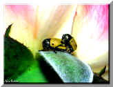 Coleotteri su rosa - Coleoptera