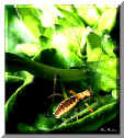 Grillo - A Cricket