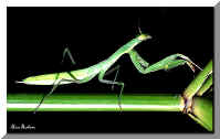 Mantide Religiosa 01 - A praying mantes 01