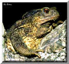 Rospo - Toad
