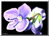 Viola - Violet
