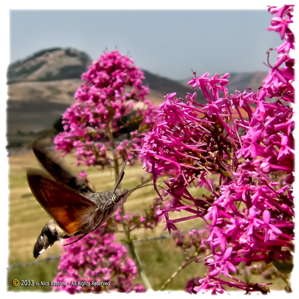 "Macroglossum stellatarum" 02