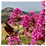 "Macroglossum stellatarum" 02