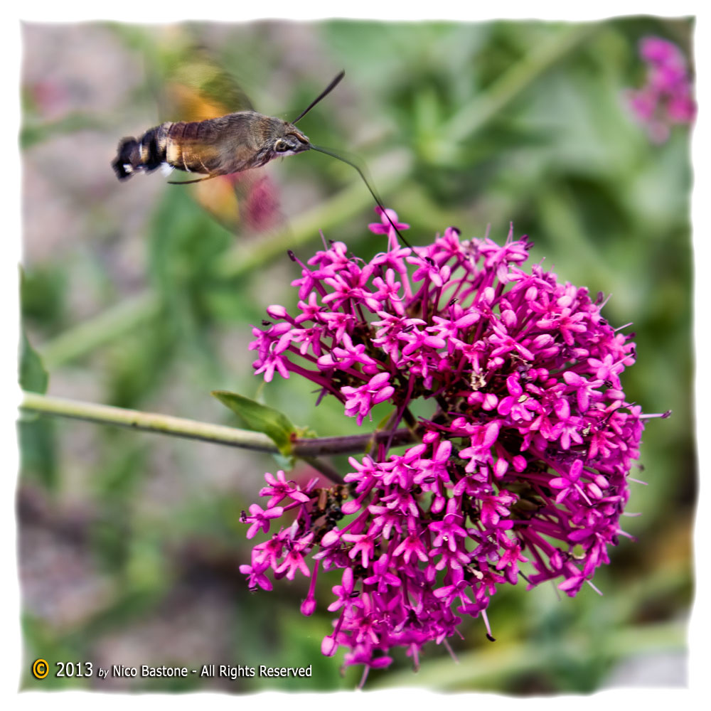 "Macroglossum stellatarum" 01