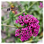 "Macroglossum stellatarum" 01