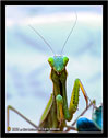 Mantide Religiosa 05 - A praying mantes 05