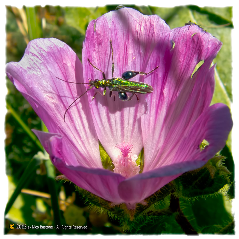Oedemera nobilis e Malva silvestre 02