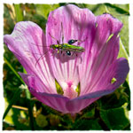 Oedemera nobilis e Malva silvestre 02