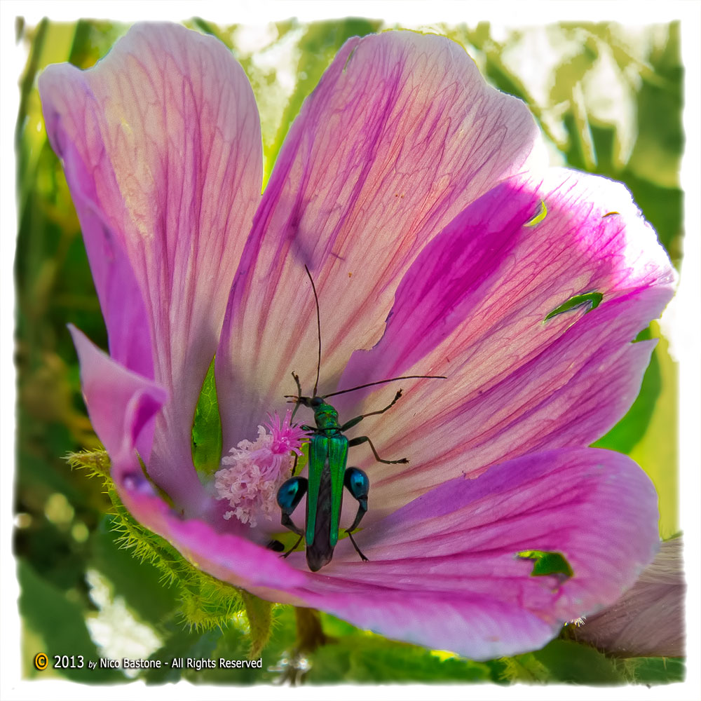 Oedemera nobilis e Malva silvestre 01