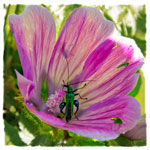 Oedemera nobilis e Malva silvestre 01
